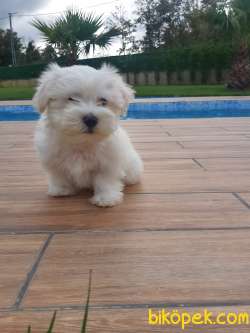MALTESE TERRIER YAVRULARI  En Iyisi Bizde 3