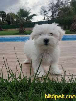 MALTESE TERRIER YAVRULARI  En Iyisi Bizde 1