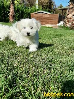 SATILIK MALTESE TERRIER YAVRULARI  En Iyisi Bizde 3