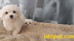 Maltese Terrier Yavruları Kar Beyazı 2