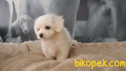Maltese Terrier Yavruları Kar Beyazı 4