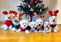 Maltese Terrier Yavruları Kar Beyazı 1