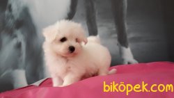Maltese Terrier Yavruları Kar Beyazı 3