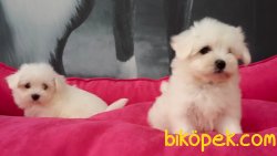 Maltese Terrier Yavruları Kar Beyazı 4