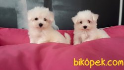 Maltese Terrier Yavruları Kar Beyazı 2