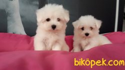 Maltese Terrier Yavruları Kar Beyazı 1