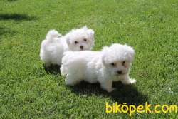Maltese Terrier Yavruları Kar Beyazı 2