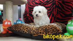 Maltese Terrier Yavruları Kar Beyazı 4