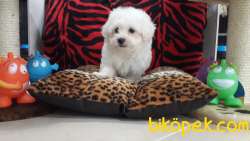 Maltese Terrier Yavruları Kar Beyazı 2