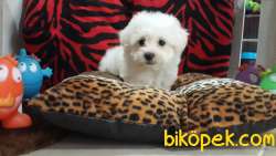Maltese Terrier Yavruları Kar Beyazı 3