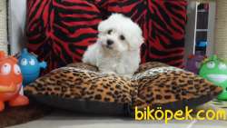 Maltese Terrier Yavruları Kar Beyazı 5
