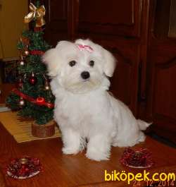 Maltese Terrier Yavruları Kar Beyazı 1