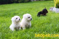 Maltese Terrier Yavruları Kar Beyazı 4