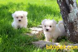 Maltese Terrier Yavruları Kar Beyazı 1