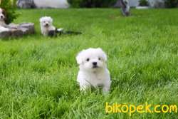 Maltese Terrier Yavruları Kar Beyazı 3