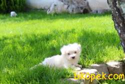Maltese Terrier Yavruları Kar Beyazı 2