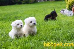 Maltese Terrier Yavruları Kar Beyazı 1