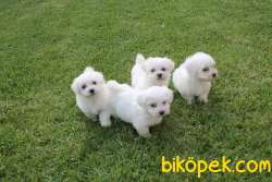 0 NUMARA Maltese Terrier Yavruları Kar Beyazı 1