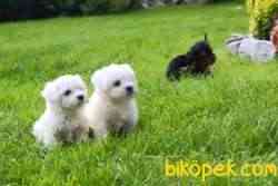 Satilik Maltese Terrier Yavruları Kar Beyazı 3