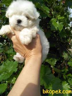 Satilik Maltese Terrier Yavruları Kar Beyazı 1