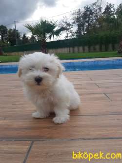 Maltese Terrier Yavruları Kar Beyazı 4