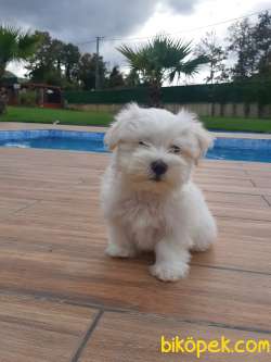 Maltese Terrier Yavruları Kar Beyazı 3