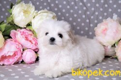 Maltese Terrier Yavrularımız 2