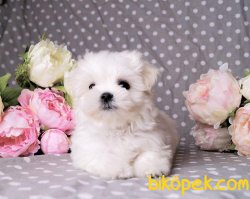 Maltese Terrier Yavrularımız 1