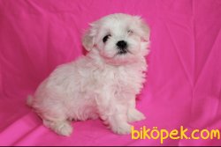 Maltese Terrier Yavrularımız 4