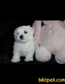 Maltese Terrier Yavrularımız 1