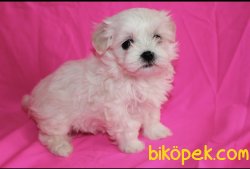 Maltese Terrier Yavrularımız 3