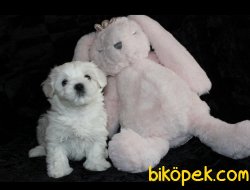 Maltese Terrier Yavrularımız 2
