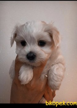 Maltese Terrier Yavrularımız 3