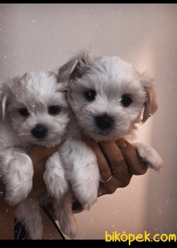 Maltese Terrier Yavrularımız 2