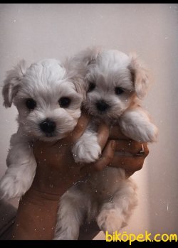 Maltese Terrier Yavrularımız 1