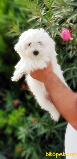 MALTESE TERRİER YAVRULARIMIZ TESLİME HAZIR 1