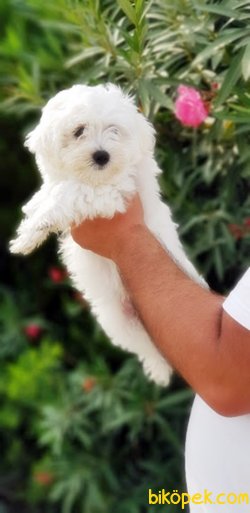 MALTESE TERRİER YAVRULARIMIZ TESLİME HAZIR 3