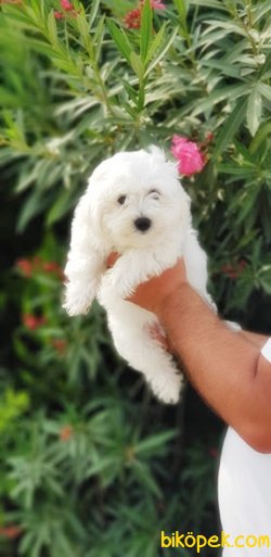 MALTESE TERRİER YAVRULARIMIZ TESLİME HAZIR 4