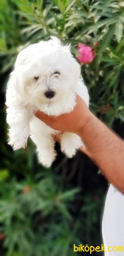 MALTESE TERRİER YAVRULARIMIZ TESLİME HAZIR 5