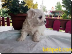 Maltese Terrier  Yavrularımız 1