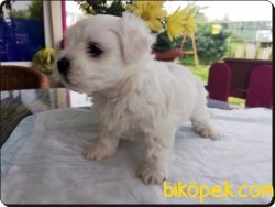 Maltese Terrier  Yavrularımız 2