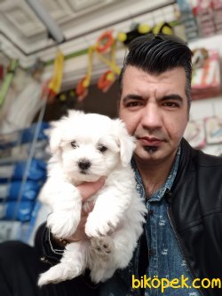 Büyümen Irk Maltese Terrier 1