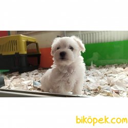 Büyümen Irk Maltese Terrier 3