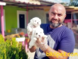MALTESE TERRİER YAVRU MÜKEMMEL KALİTEDE 1