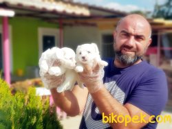 MALTESE TERRİER YAVRU MÜKEMMEL KALİTEDE 4