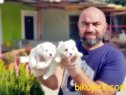 MALTESE TERRİER YAVRU MÜKEMMEL KALİTEDE 5