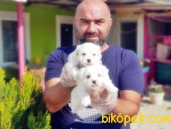 MALTESE TERRİER YAVRU MÜKEMMEL KALİTEDE 3