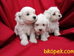 MALTESE TERRİER YAVRULARIMIZ 3