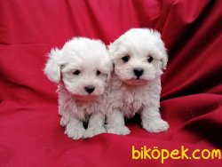 MALTESE TERRİER YAVRULARIMIZ 5