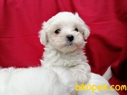 MALTESE TERRİER YAVRULARIMIZ 1